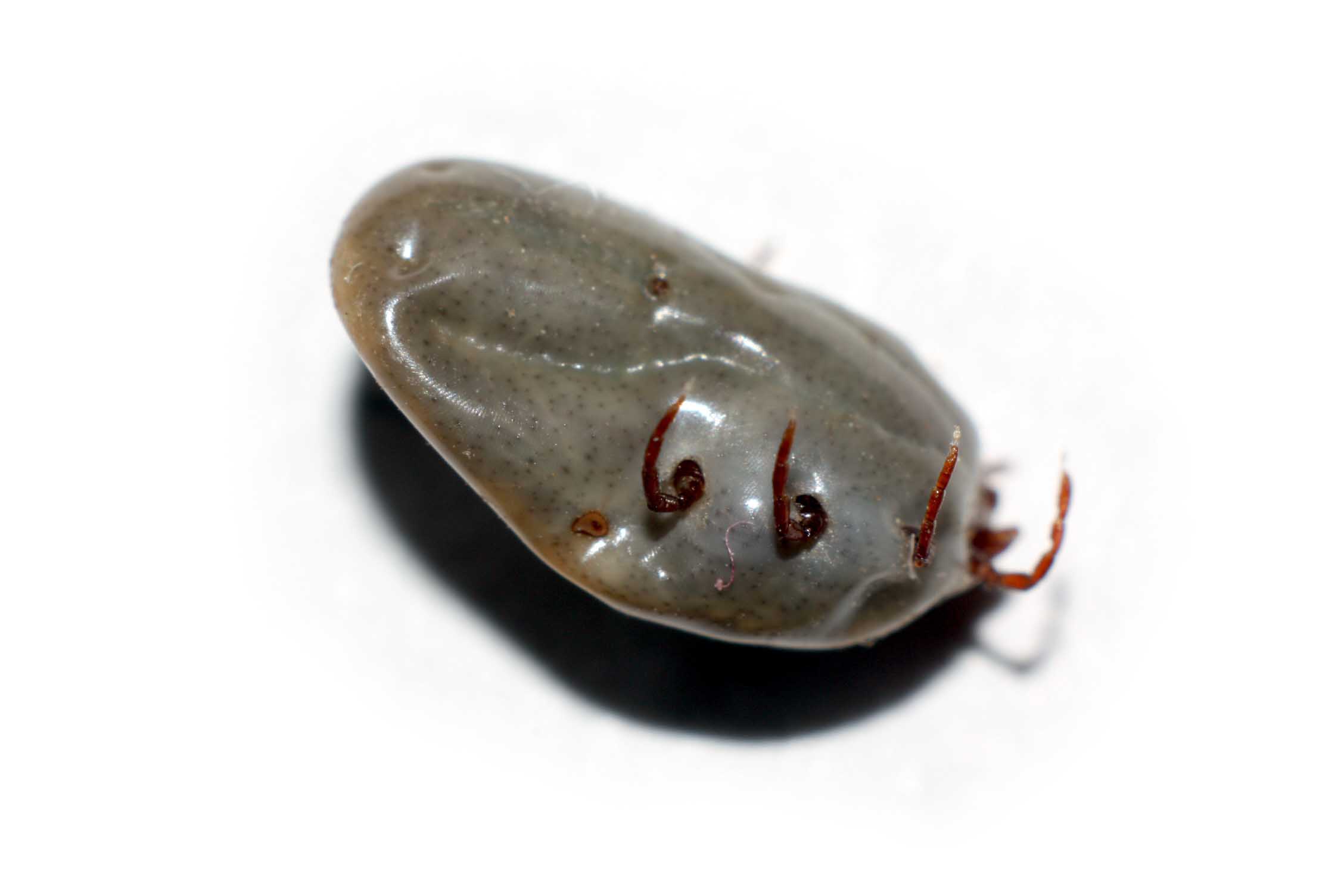 Rhipicephalus sanguineus