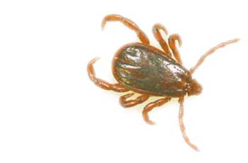 Rhipicephalus sanguineus