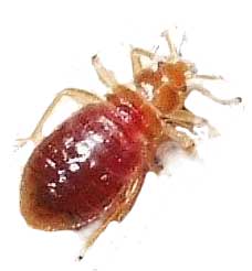 Anobium punctatum