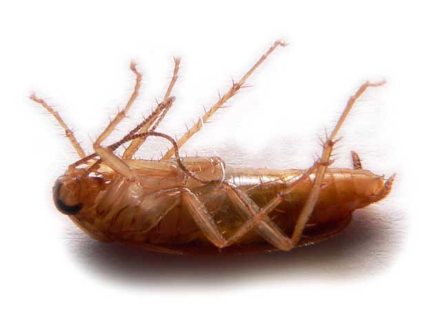 Anobium punctatum