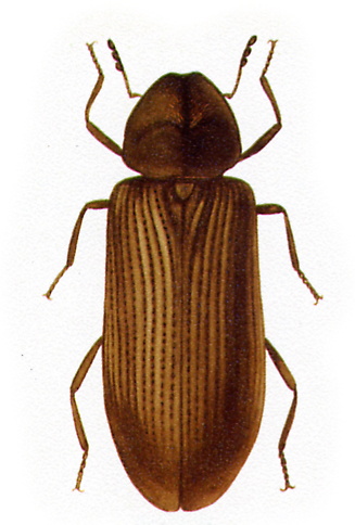 Anobium punctatum