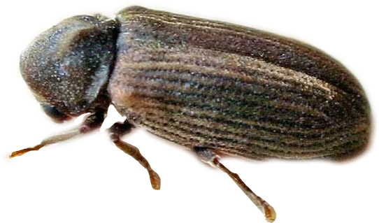 Anobium punctatum