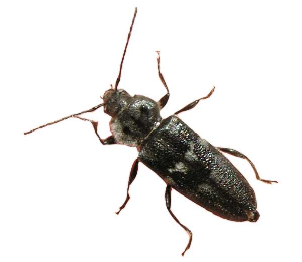 Hylotrupes bajulus